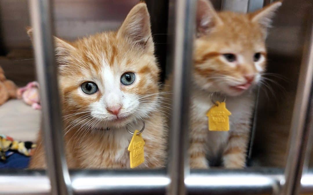 Dakin reopens kitten ICU, expects to treat 250 felines per year