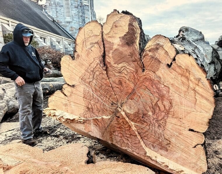 Church competition to reward best guess at felled tree’s age